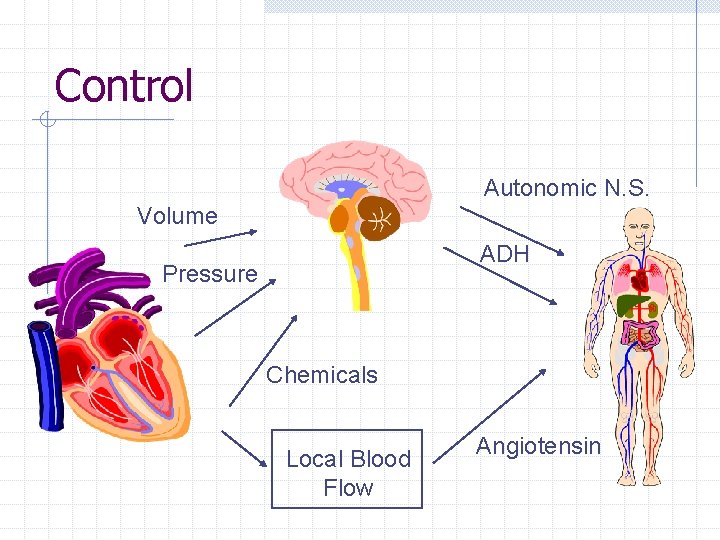 Control Autonomic N. S. Volume ADH Pressure Chemicals Local Blood Flow Angiotensin 