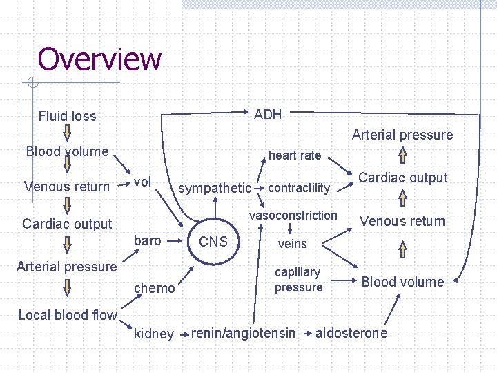 Overview ADH Fluid loss Arterial pressure Blood volume Venous return heart rate vol sympathetic