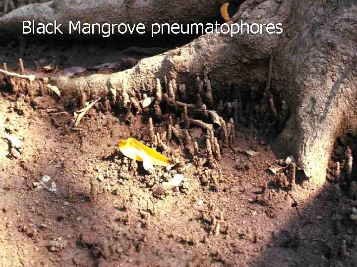 Black Mangrove pneumatophores 