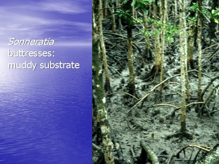Sonneratia buttresses: muddy substrate 