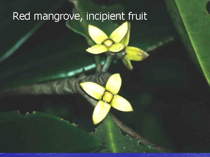 Red mangrove, incipient fruit 