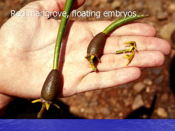 Red mangrove, floating embryos 