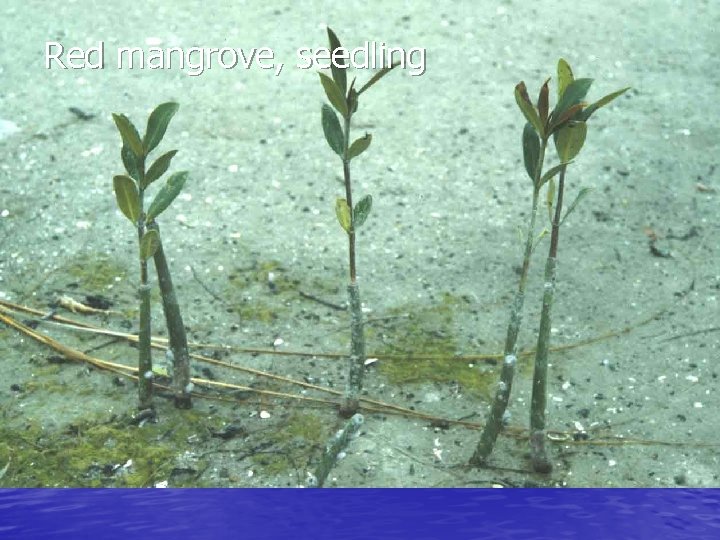 Red mangrove, seedling 