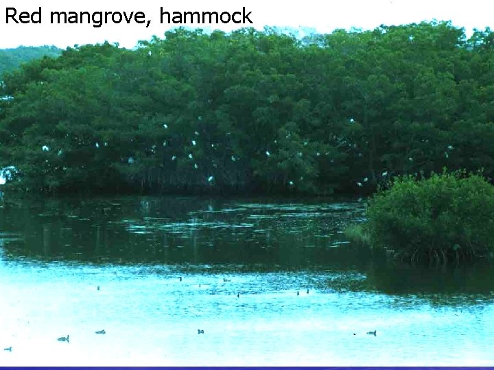 Red mangrove, hammock 