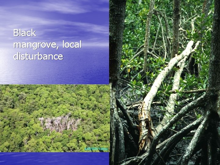 Black mangrove, local disturbance 