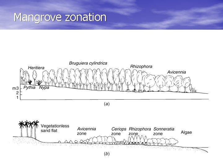 Mangrove zonation 