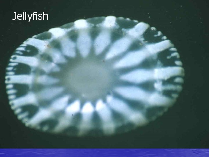 Jellyfish 