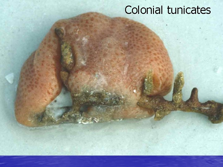 Colonial tunicates 