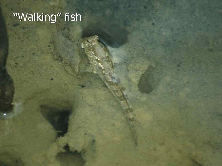 “Walking” fish 