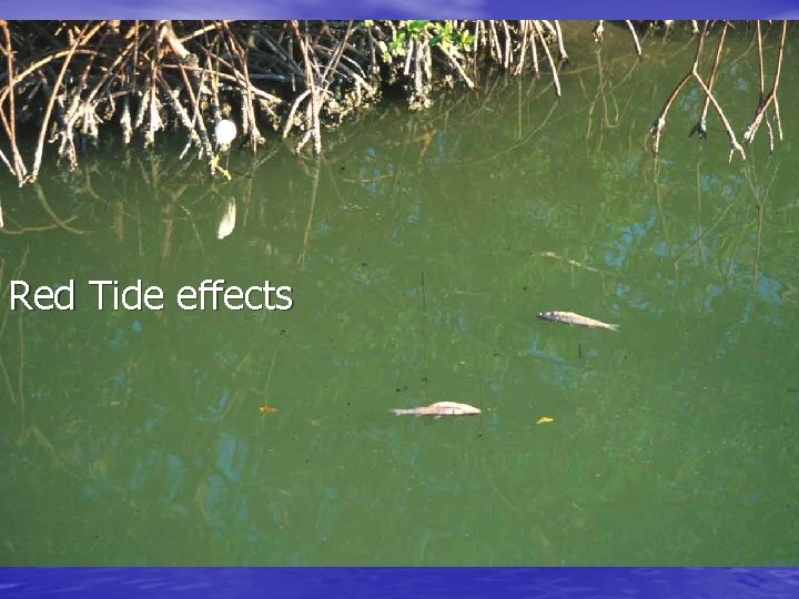 Red Tide effects 