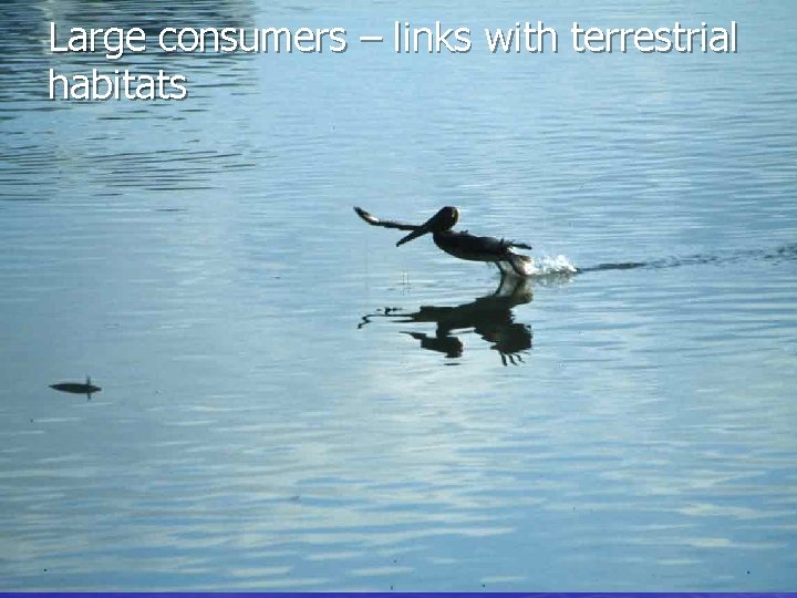 Large consumers – links with terrestrial habitats 