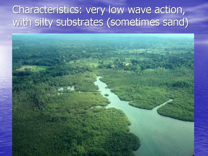 Characteristics: very low wave action, with silty substrates (sometimes sand) 