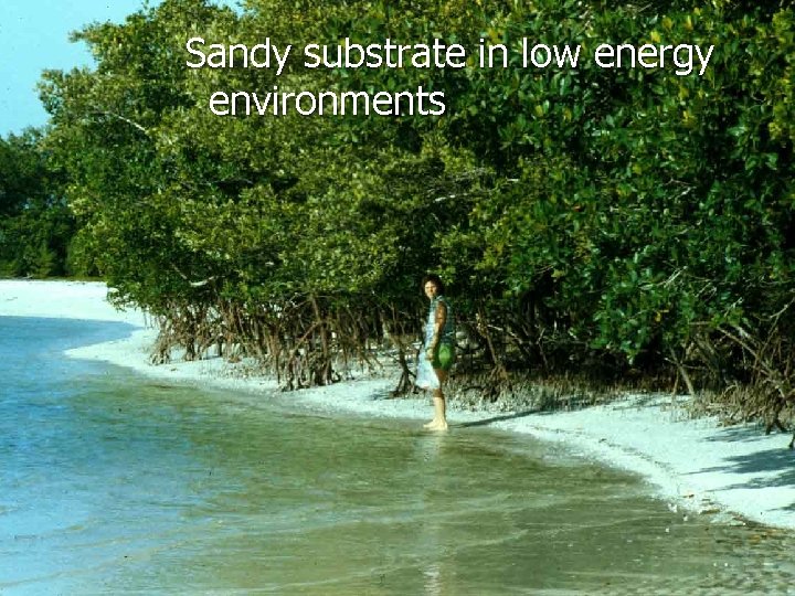 Sandy substrate in low energy environments 