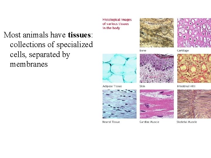 Most animals have tissues: collections of specialized cells, separated by membranes 