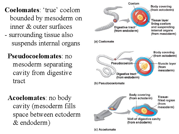 Coelomates: ‘true’ coelom bounded by mesoderm on inner & outer surfaces - surrounding tissue