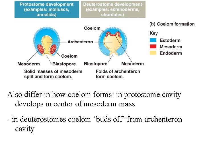 Also differ in how coelom forms: in protostome cavity develops in center of mesoderm