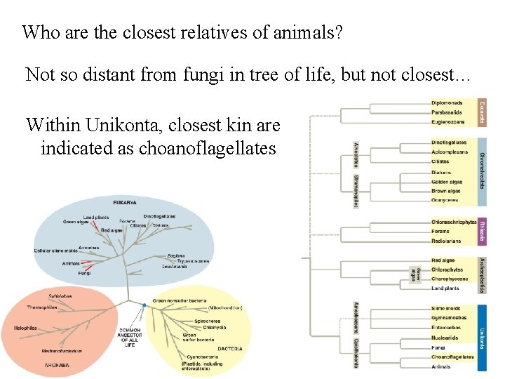 Who are the closest relatives of animals? Not so distant from fungi in tree