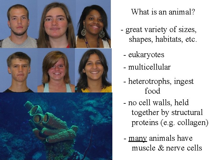 What is an animal? - great variety of sizes, shapes, habitats, etc. - eukaryotes