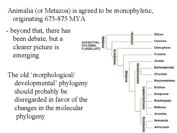 Animalia (or Metazoa) is agreed to be monophyletic, originating 675 -875 MYA - beyond