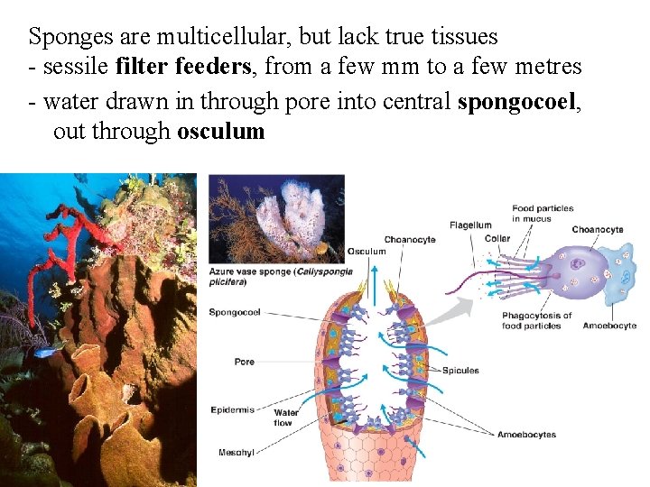 Sponges are multicellular, but lack true tissues - sessile filter feeders, from a few