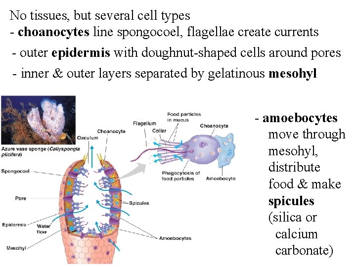 No tissues, but several cell types - choanocytes line spongocoel, flagellae create currents -