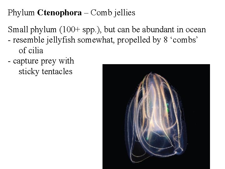 Phylum Ctenophora – Comb jellies Small phylum (100+ spp. ), but can be abundant