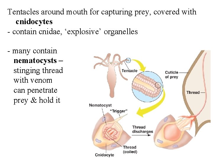 Tentacles around mouth for capturing prey, covered with cnidocytes - contain cnidae, ‘explosive’ organelles