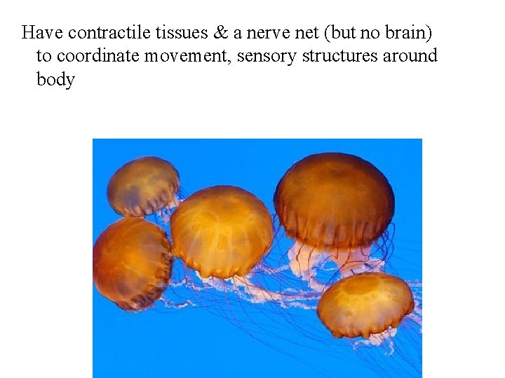 Have contractile tissues & a nerve net (but no brain) to coordinate movement, sensory