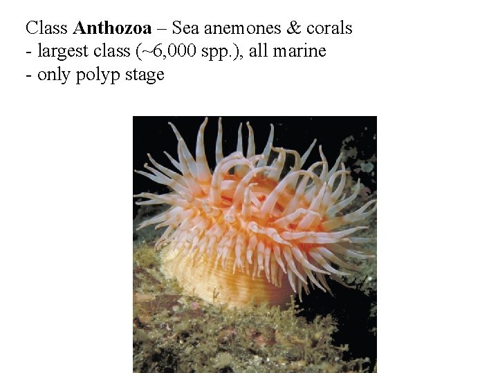 Class Anthozoa – Sea anemones & corals - largest class (~6, 000 spp. ),