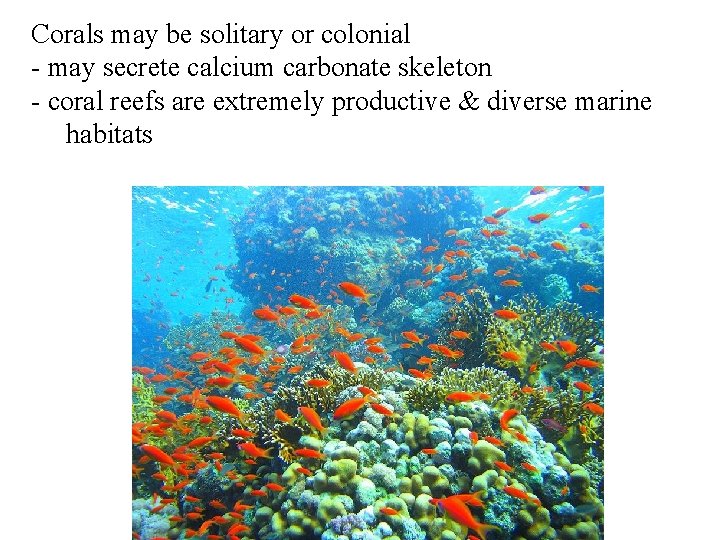 Corals may be solitary or colonial - may secrete calcium carbonate skeleton - coral