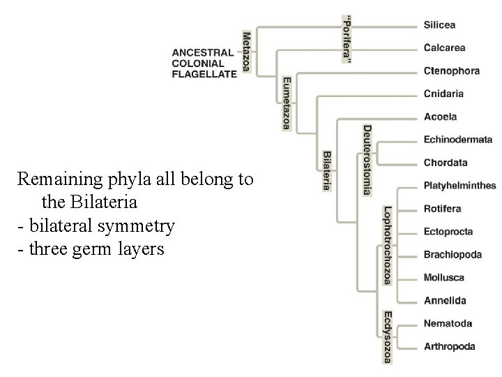 Remaining phyla all belong to the Bilateria - bilateral symmetry - three germ layers