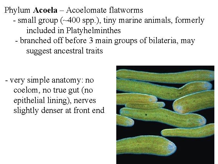 Phylum Acoela – Acoelomate flatworms - small group (~400 spp. ), tiny marine animals,