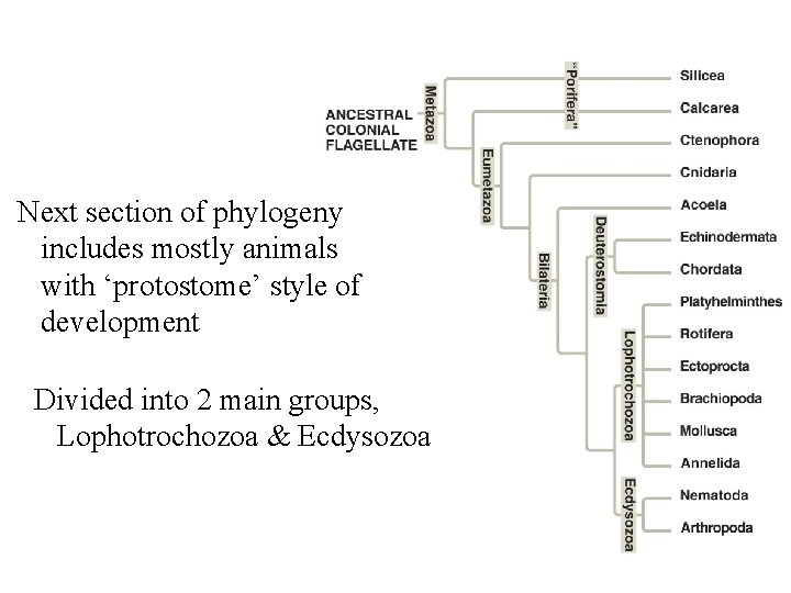 Next section of phylogeny includes mostly animals with ‘protostome’ style of development Divided into
