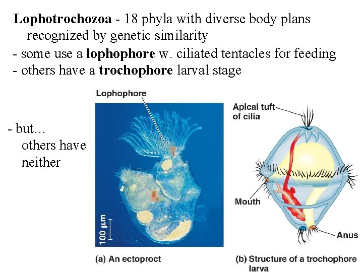Lophotrochozoa - 18 phyla with diverse body plans recognized by genetic similarity - some