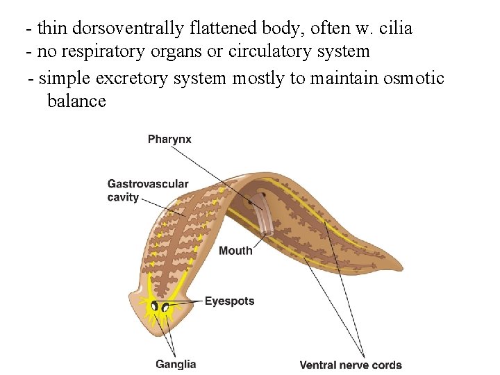 - thin dorsoventrally flattened body, often w. cilia - no respiratory organs or circulatory