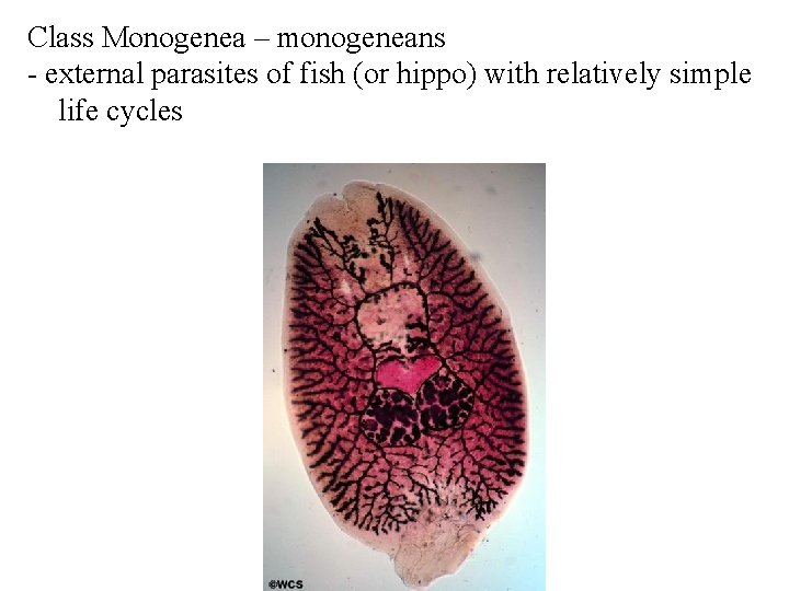 Class Monogenea – monogeneans - external parasites of fish (or hippo) with relatively simple