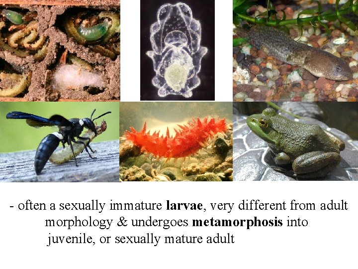 - often a sexually immature larvae, very different from adult morphology & undergoes metamorphosis