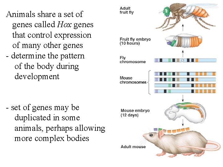 Animals share a set of genes called Hox genes that control expression of many