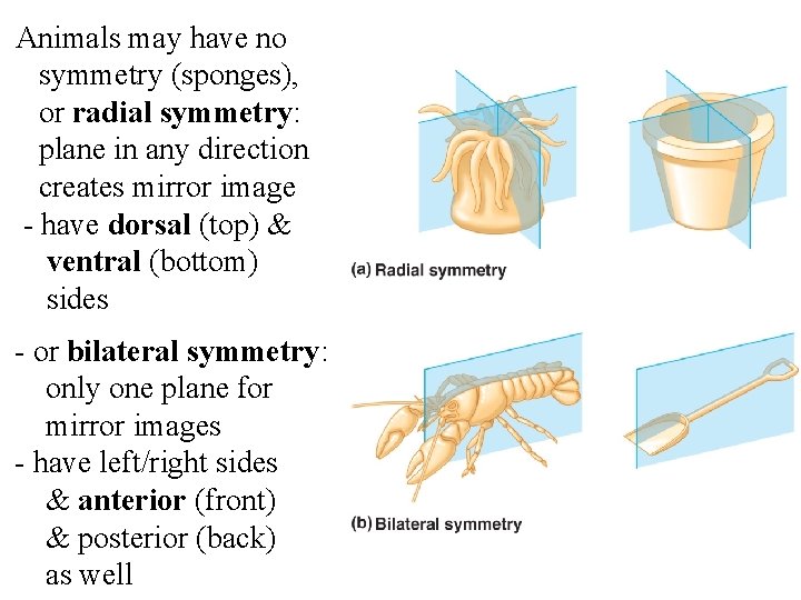 Animals may have no symmetry (sponges), or radial symmetry: plane in any direction creates