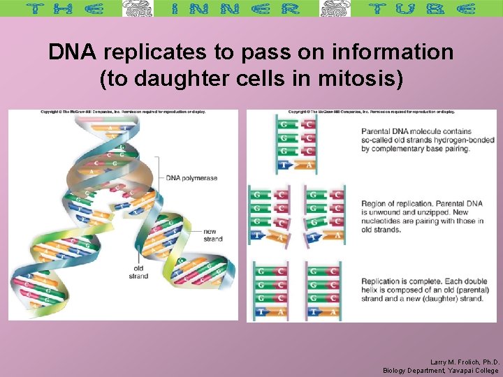 DNA replicates to pass on information (to daughter cells in mitosis) Larry M. Frolich,