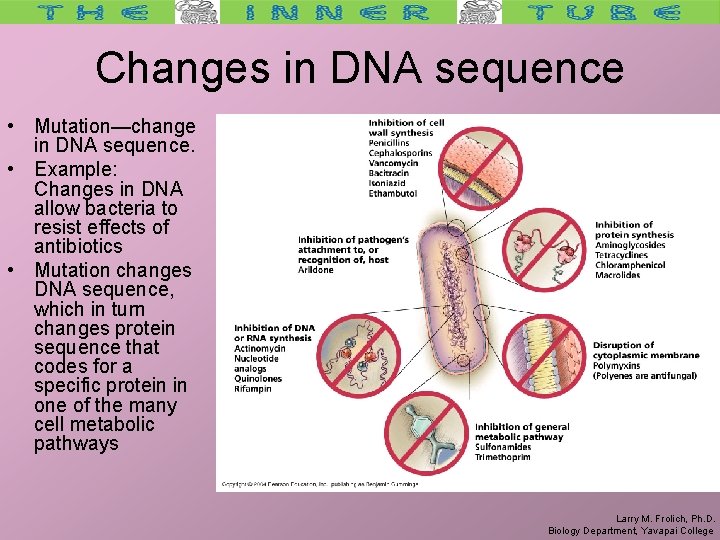 Changes in DNA sequence • Mutation—change in DNA sequence. • Example: Changes in DNA