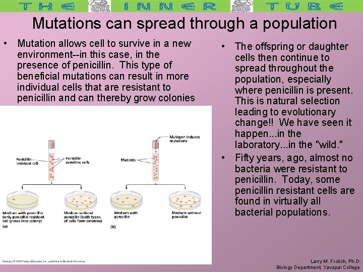 Mutations can spread through a population • Mutation allows cell to survive in a