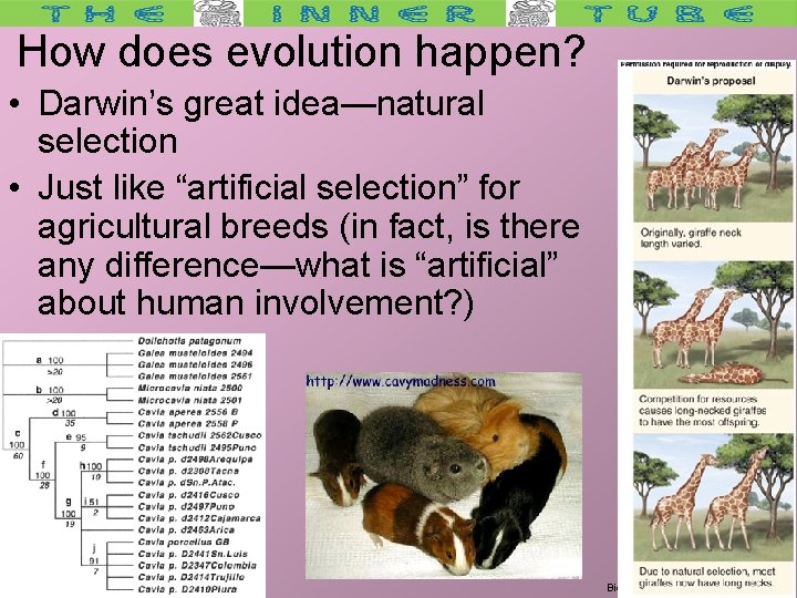 How does evolution happen? • Darwin’s great idea—natural selection • Just like “artificial selection”