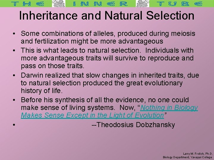 Inheritance and Natural Selection • Some combinations of alleles, produced during meiosis and fertilization