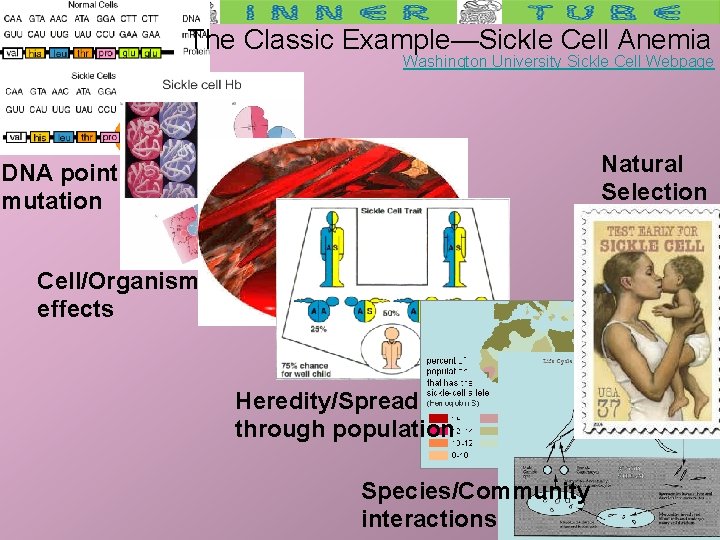 The Classic Example—Sickle Cell Anemia Washington University Sickle Cell Webpage Natural Selection DNA point