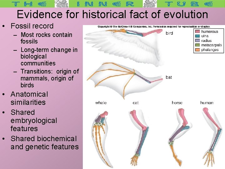 Evidence for historical fact of evolution • Fossil record – Most rocks contain fossils