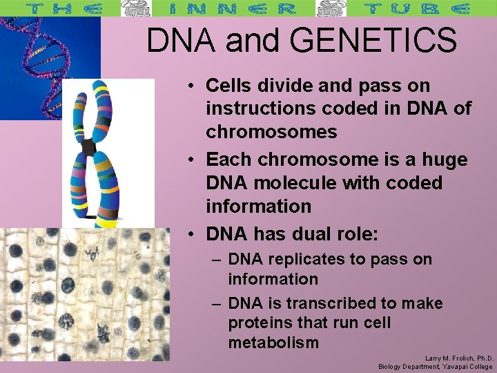 DNA and GENETICS • Cells divide and pass on instructions coded in DNA of