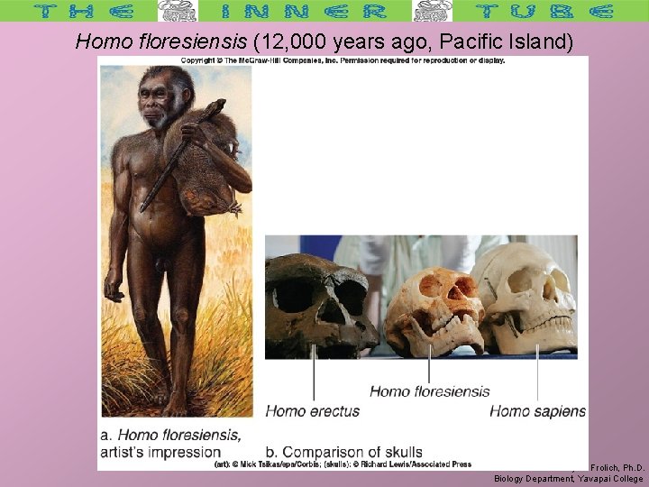 Homo floresiensis (12, 000 years ago, Pacific Island) Larry M. Frolich, Ph. D. Biology