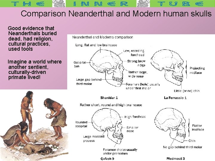 Comparison Neanderthal and Modern human skulls Good evidence that Neanderthals buried dead, had religion,