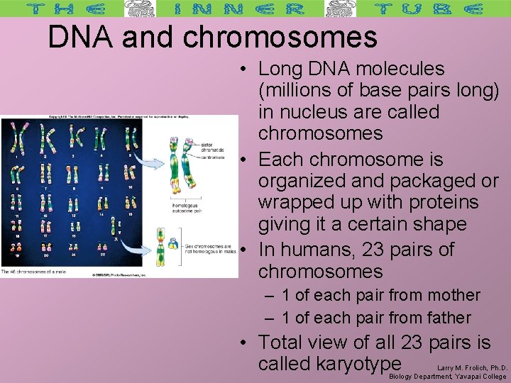 DNA and chromosomes • Long DNA molecules (millions of base pairs long) in nucleus